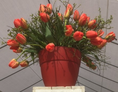 orange Tulpen, et kéint ee mengen ët wier een an Holland